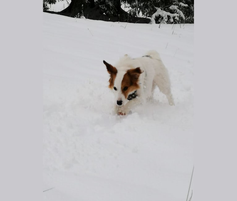 Miles, an Eastern European Village Dog tested with EmbarkVet.com