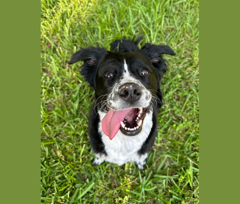 Juju, an Australian Cattle Dog and Poodle (Small) mix tested with EmbarkVet.com