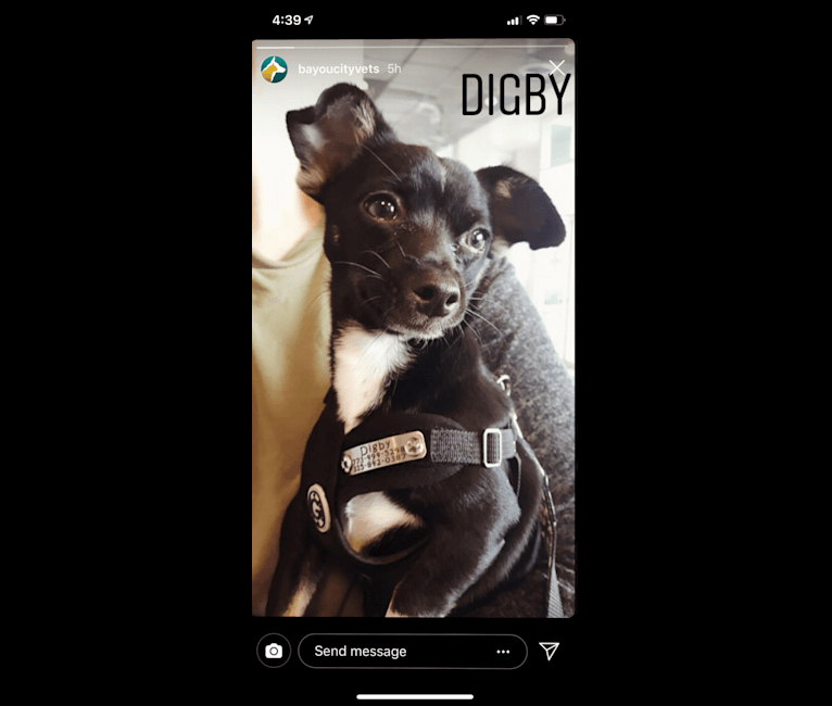 Digby, a Chihuahua and Russell-type Terrier mix tested with EmbarkVet.com
