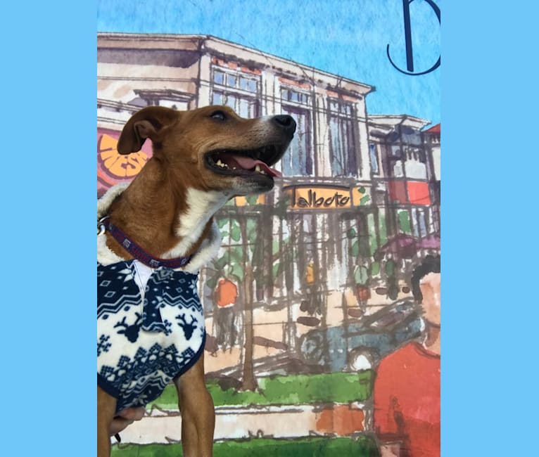 Earl Grey, a Rat Terrier and Rottweiler mix tested with EmbarkVet.com