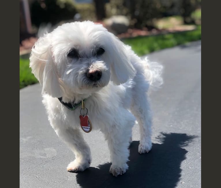 Sophie, a Havanese and Maltese mix tested with EmbarkVet.com