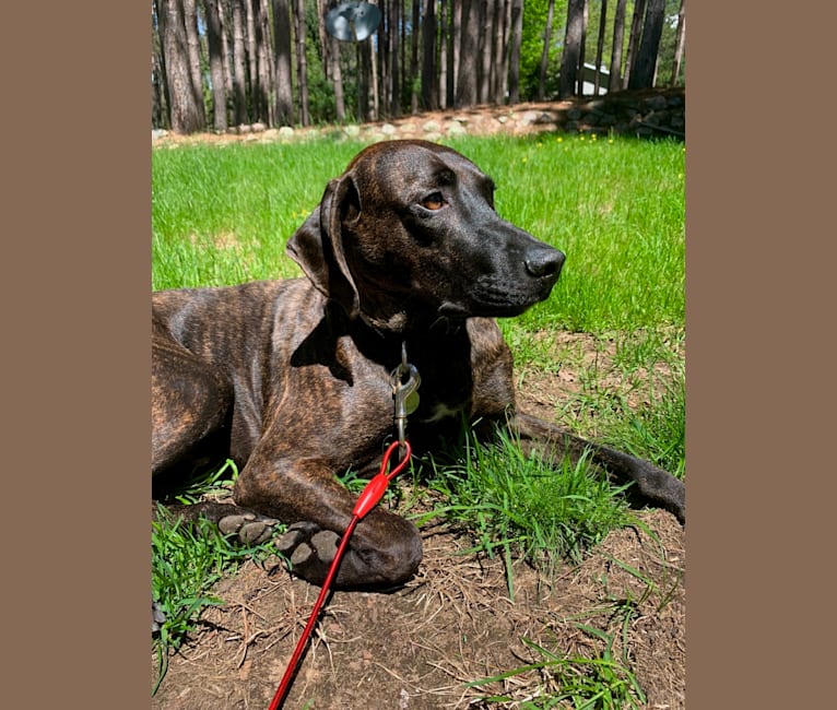 Braxton, a Mountain Cur tested with EmbarkVet.com