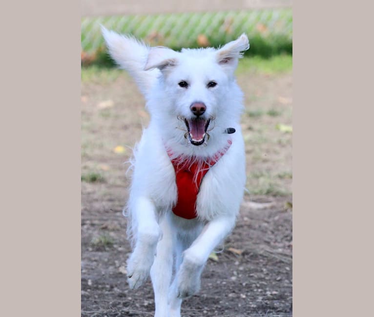 MARTY, a Japanese or Korean Village Dog tested with EmbarkVet.com