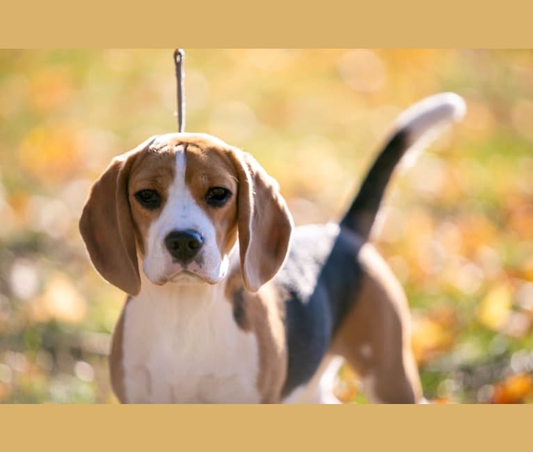 Willow, a Beagle tested with EmbarkVet.com