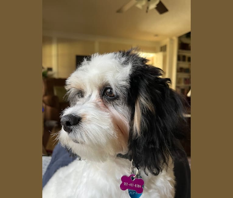 RoseyDean, a Poodle (Small) and Cavalier King Charles Spaniel mix tested with EmbarkVet.com