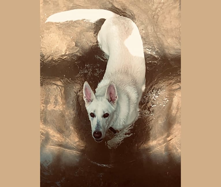 Axel, a German Shepherd Dog and Labrador Retriever mix tested with EmbarkVet.com