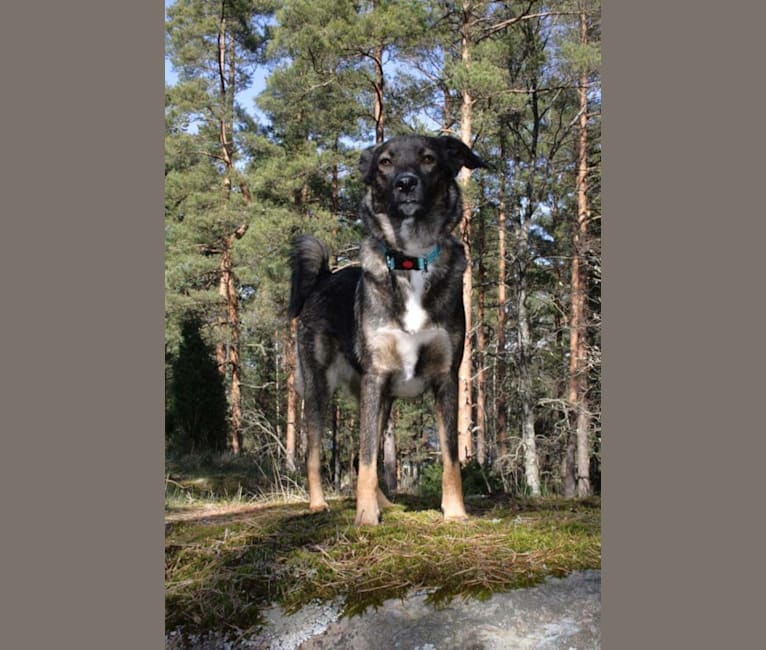 Nala, an Eastern European Village Dog tested with EmbarkVet.com