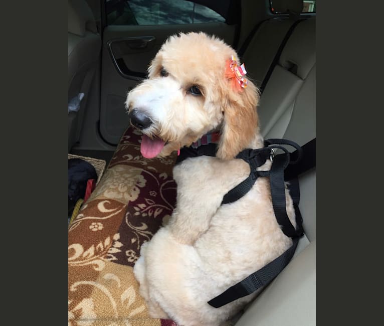 Photo of Maggie Mae, a Goldendoodle  in Floral City, FL, USA