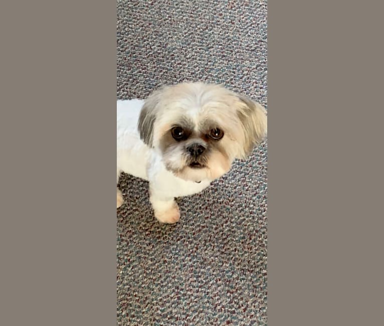 Lucy, a Shih Tzu tested with EmbarkVet.com