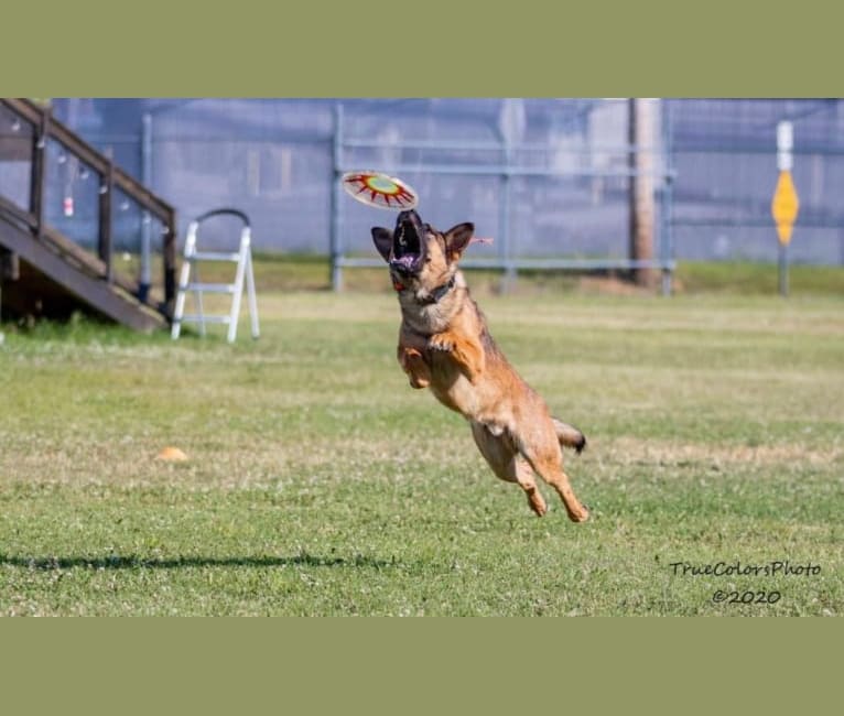 Photo of KHs His Reign Has Just Begun “Kaiser” TKE DS HDS, a German Shepherd Dog and Dutch Shepherd mix in Oklahoma City, OK, USA