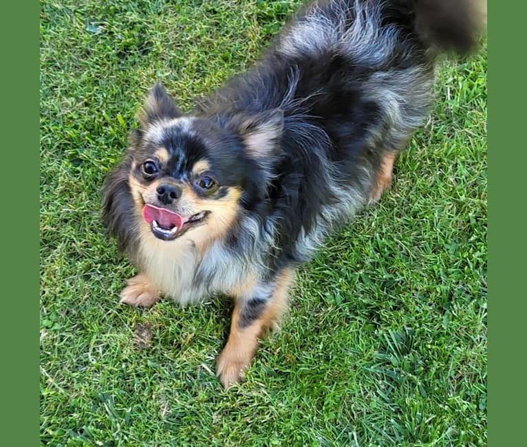 Utah, a Chihuahua tested with EmbarkVet.com