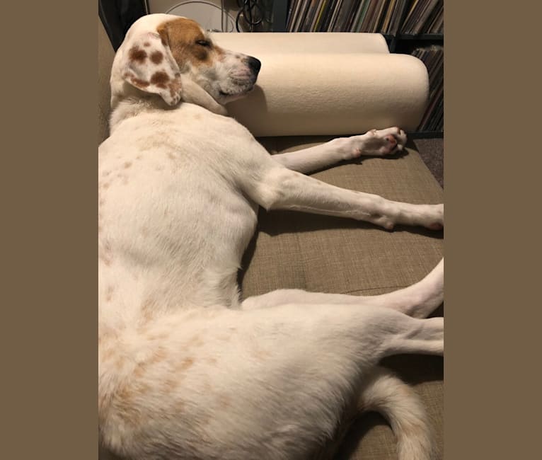 Photo of Fiona, a Great Pyrenees, American Pit Bull Terrier, Labrador Retriever, Basset Hound, Australian Cattle Dog, and Mixed mix in Tennessee, USA