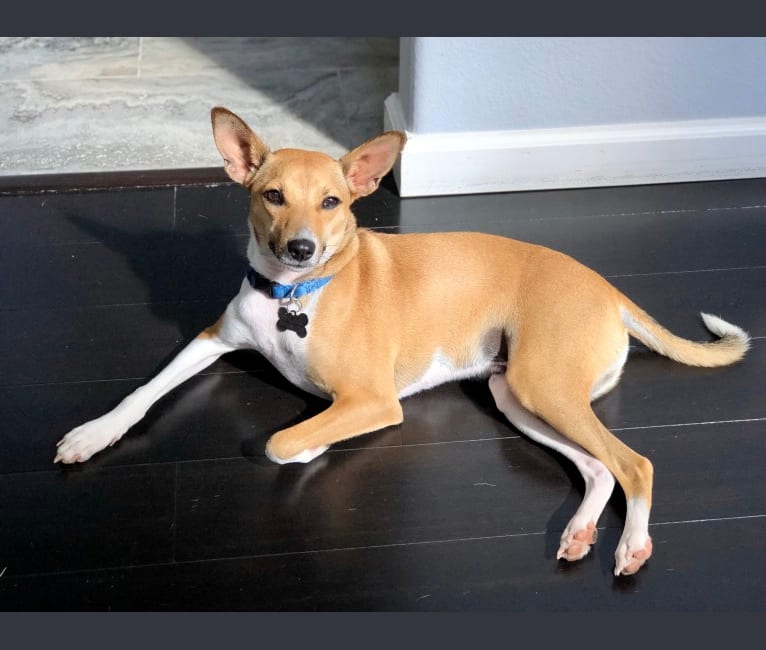 Bruno, a Basenji and American Pit Bull Terrier mix tested with EmbarkVet.com