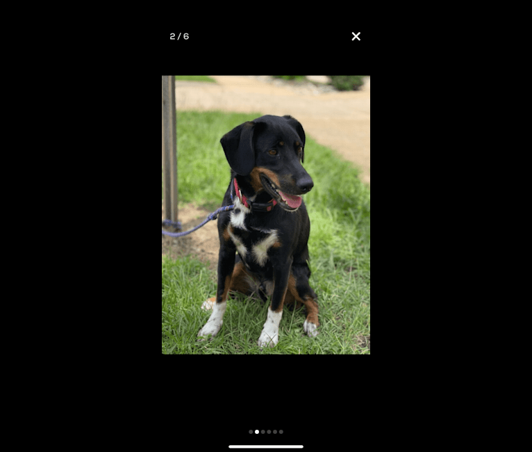 Mate, a Beagle and Australian Cattle Dog mix tested with EmbarkVet.com