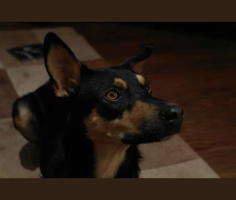 Tempo, an European Village Dog tested with EmbarkVet.com