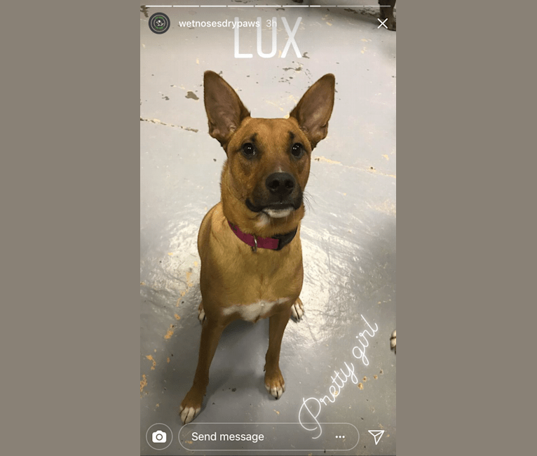 Lux, an American Pit Bull Terrier and Boxer mix tested with EmbarkVet.com