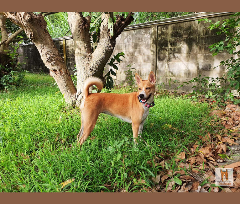 Alles, a Southeast Asian Village Dog tested with EmbarkVet.com