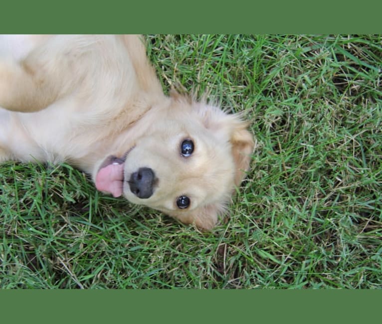 Oliver (Ollie) von Frederick, a Dachshund tested with EmbarkVet.com