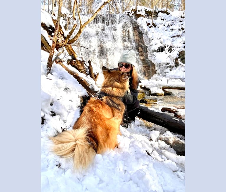 Chuck, a Central Asian Village Dog tested with EmbarkVet.com