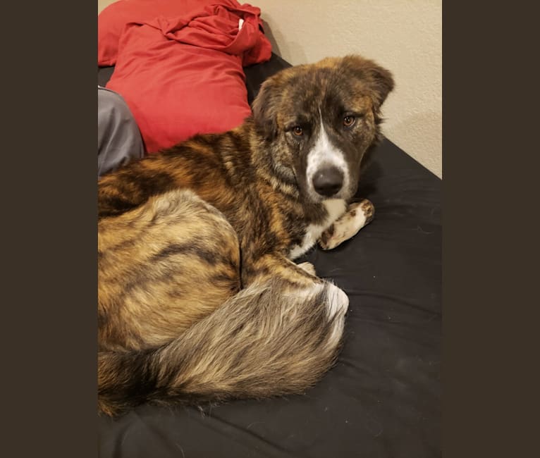 American staffordshire terrier great pyrenees mix hotsell