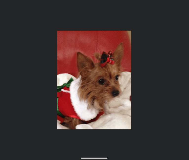 Anna, a Yorkshire Terrier tested with EmbarkVet.com
