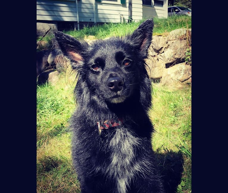 schipperke terrier mix