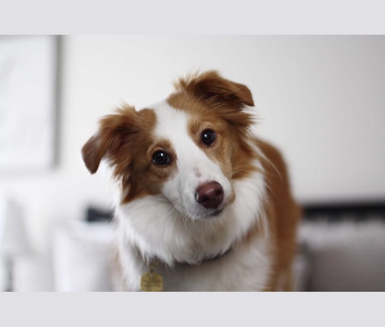 Bailey, a Collie and Shetland Sheepdog mix tested with EmbarkVet.com