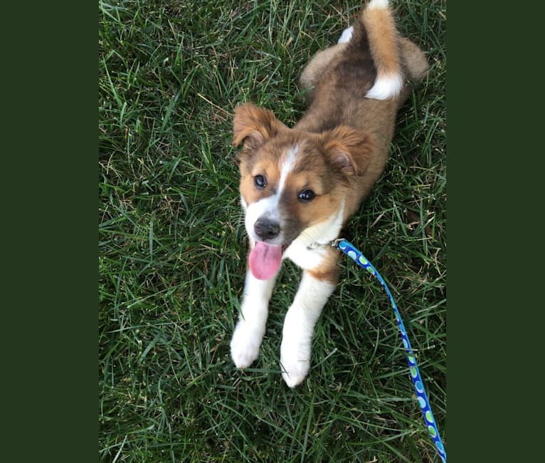 chow chow border collie