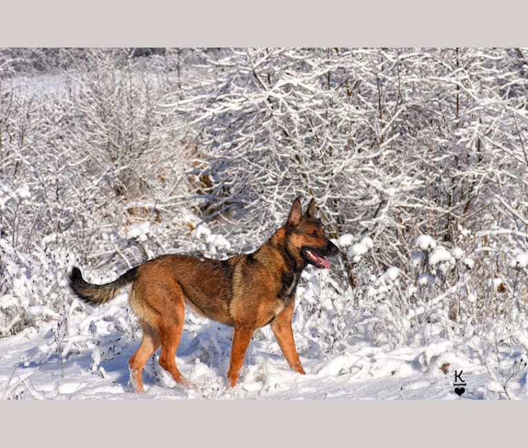 Mesa, a Belgian Malinois and Border Collie mix tested with EmbarkVet.com