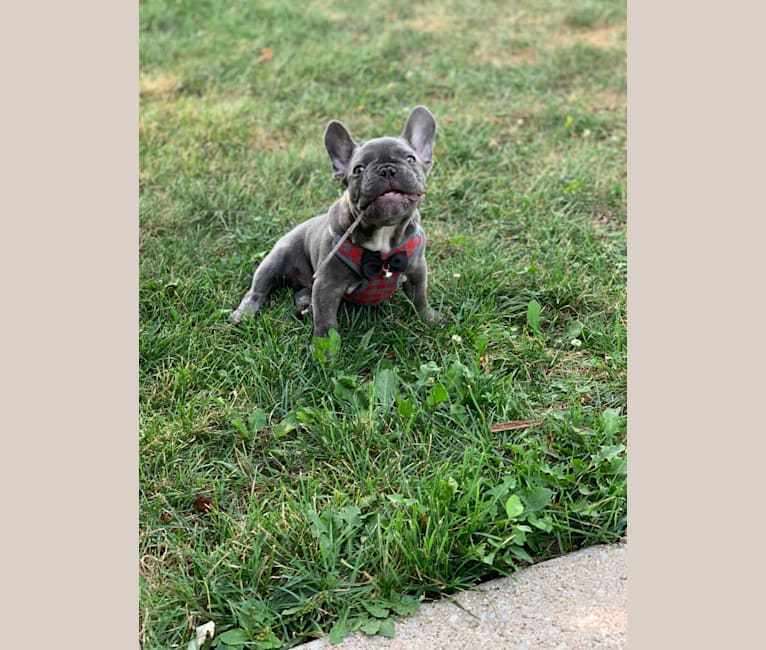 Nardo, a French Bulldog tested with EmbarkVet.com
