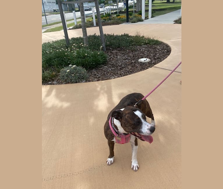 Zena, a Staffordshire Bull Terrier tested with EmbarkVet.com