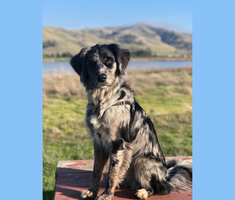 Merle golden retriever top