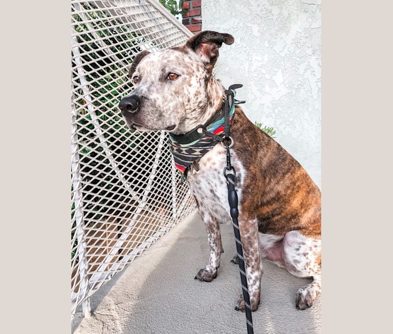 embark dog dna test breed