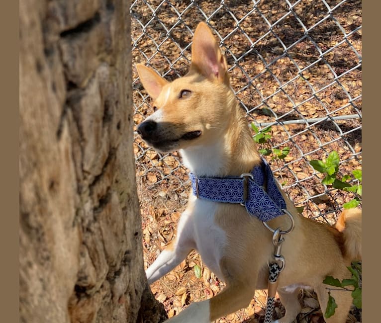 Ebo, a Basenji and Miniature Schnauzer mix tested with EmbarkVet.com