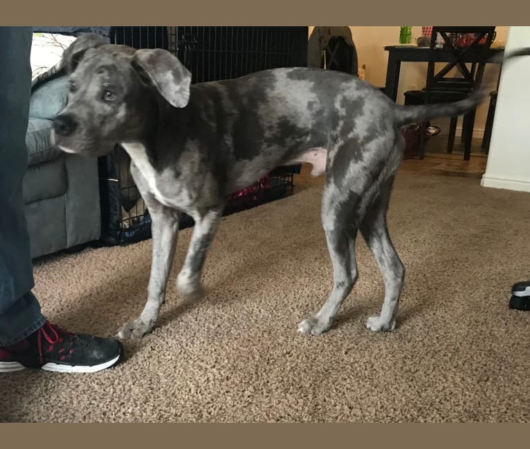Embark Dog Dna Test Breed