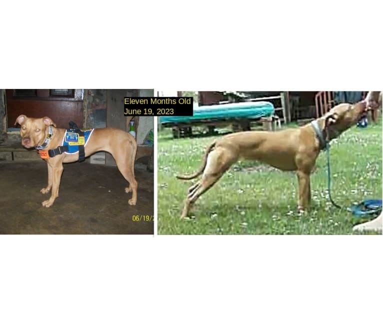 AriYo, an American Pit Bull Terrier tested with EmbarkVet.com