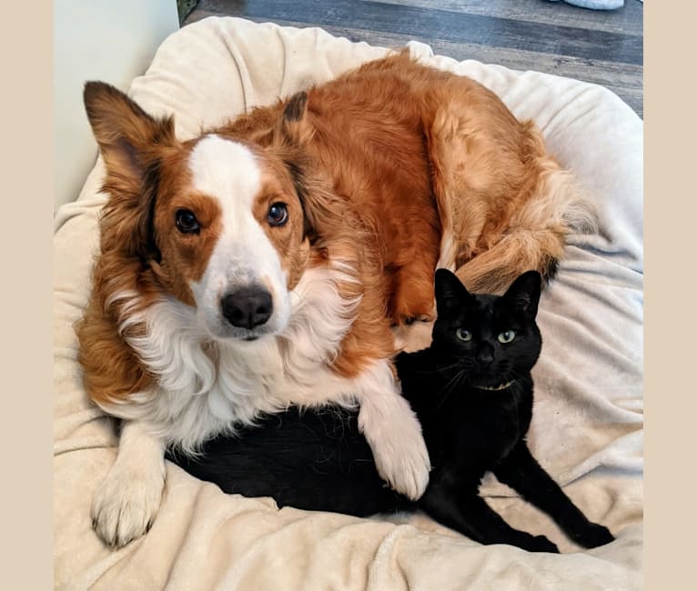 Daisy, a Bernese Mountain Dog and Collie mix tested with EmbarkVet.com