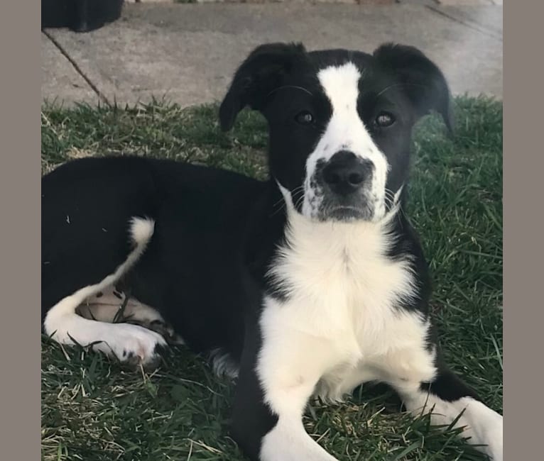 Luna, an American Pit Bull Terrier and Great Pyrenees mix tested with EmbarkVet.com