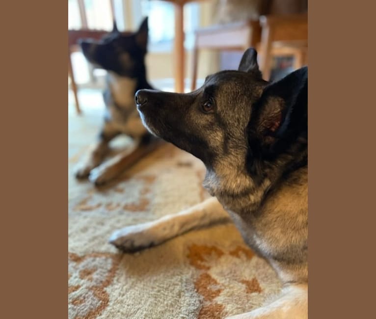 Photo of Gunnar, a Norwegian Elkhound and Mixed mix in Rochester, New York, USA