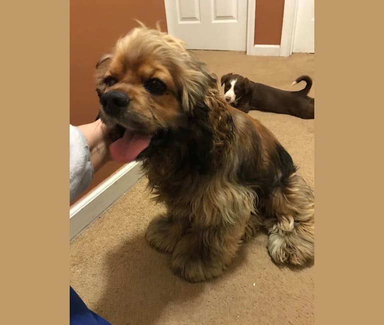Zoey, a Cocker Spaniel tested with EmbarkVet.com
