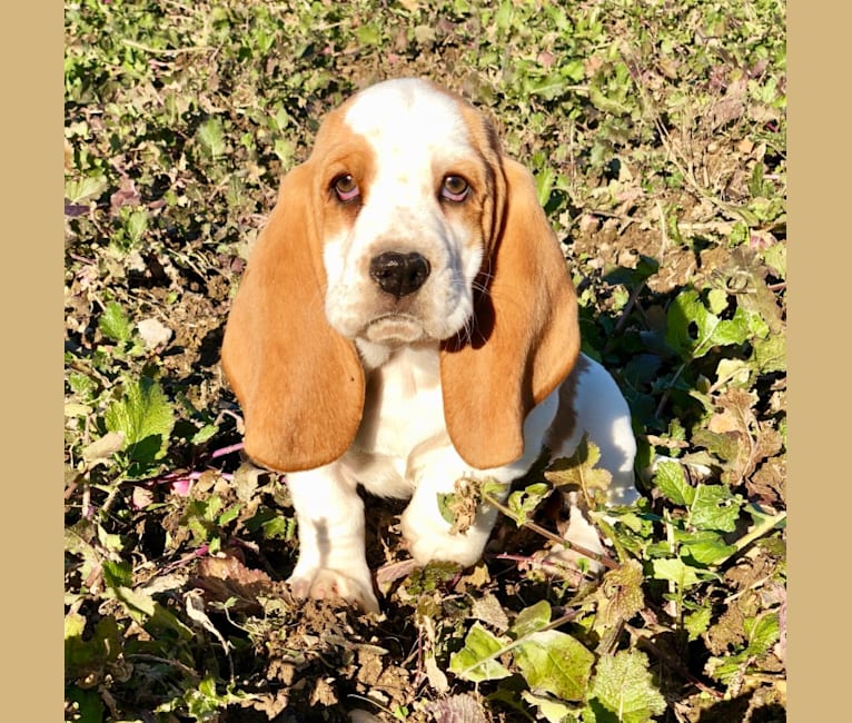 Benton basset hound top