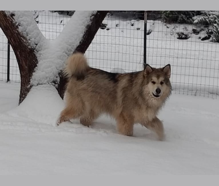 Helo, an Alaskan Malamute and German Shepherd Dog mix tested with EmbarkVet.com
