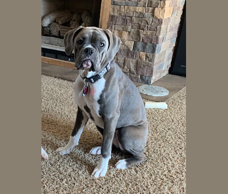 Embark Dog DNA Test Breed