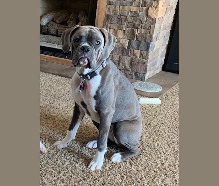 Willow Grace, a Boxer tested with EmbarkVet.com