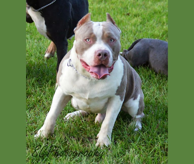 Ricki, an American Bully tested with EmbarkVet.com