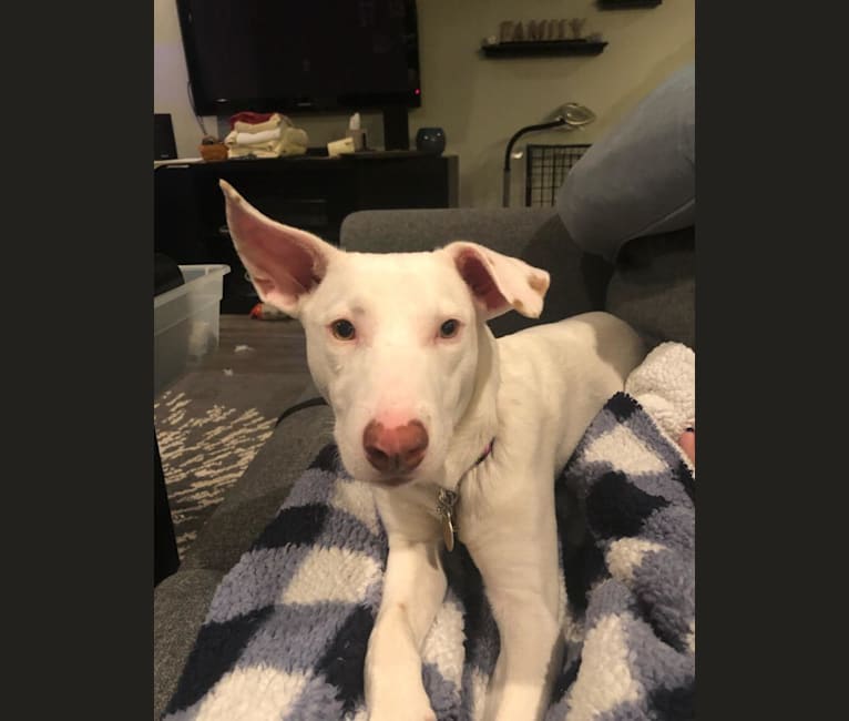 Shakira, an American Village Dog tested with EmbarkVet.com