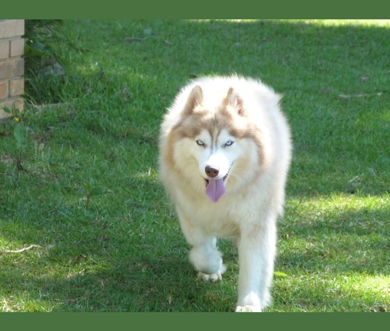 "SAKARI" SUNSHINE SAKARI, a Siberian Husky tested with EmbarkVet.com