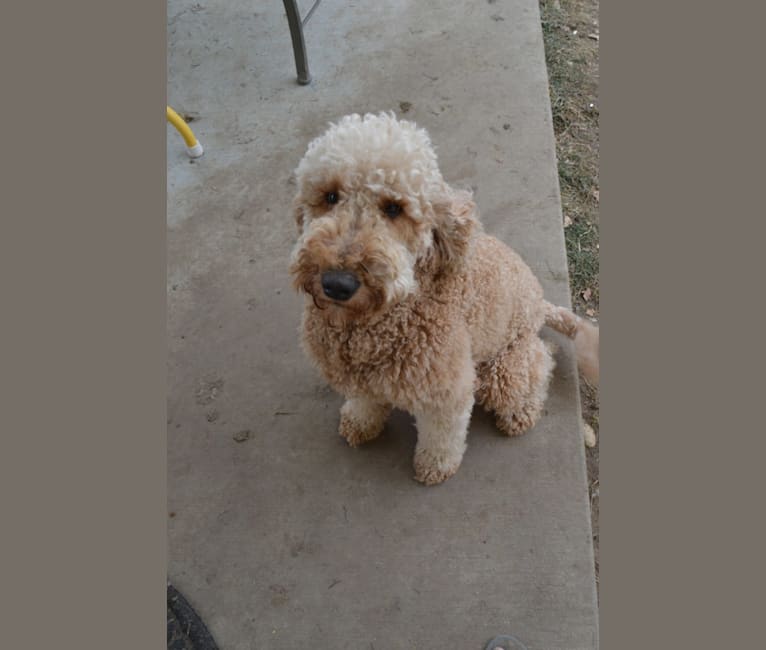 Loesje, a Goldendoodle tested with EmbarkVet.com