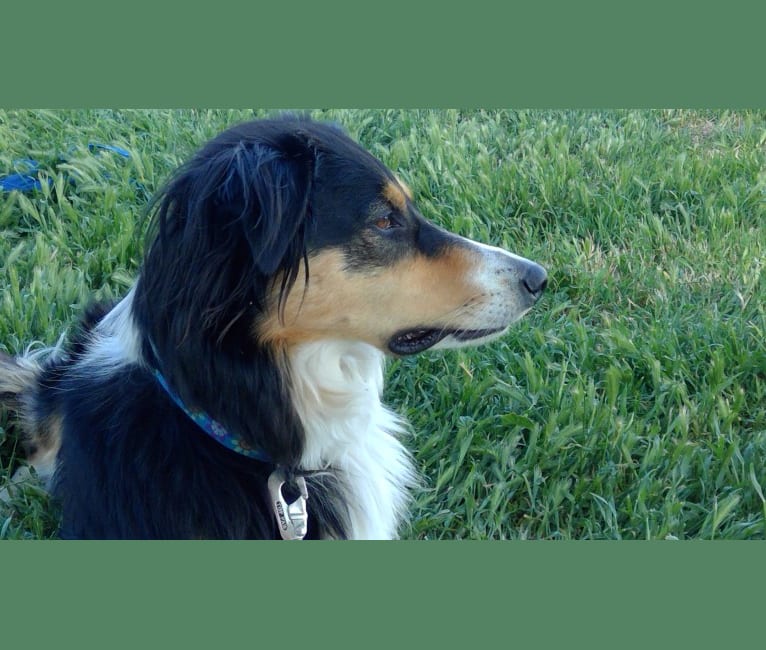 Sadie, a Collie and Border Collie mix tested with EmbarkVet.com