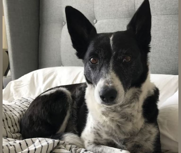 Susie, a Border Collie and Australian Cattle Dog mix tested with EmbarkVet.com